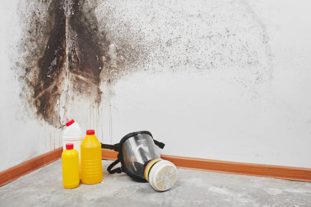 Best Mold Removal Specialists  in Loveland, CO