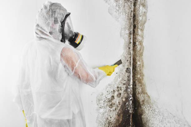 Best Crawl Space Mold Removal  in Loveland, CO