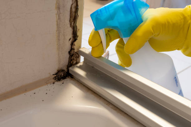 Attic Mold Removal in Loveland, CO