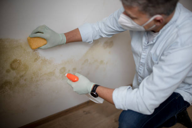 Best Toxic Mold Removal  in Loveland, CO