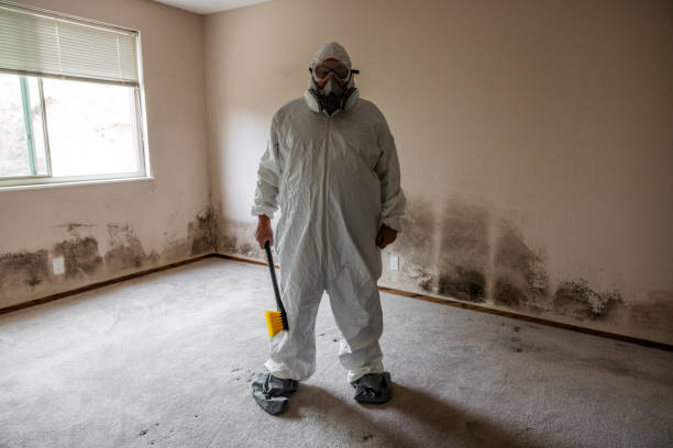 Loveland, CO Mold Removal Company