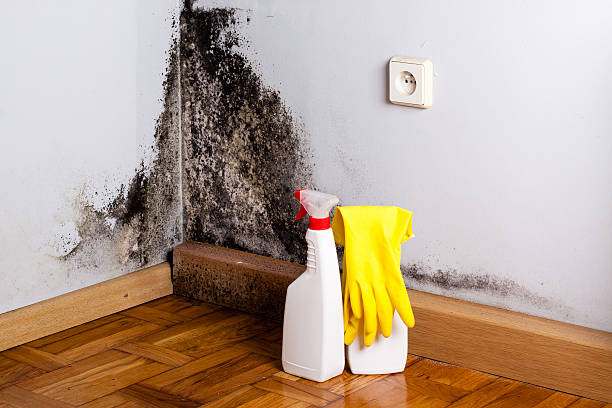 Trusted Loveland, CO Mold Removal Experts