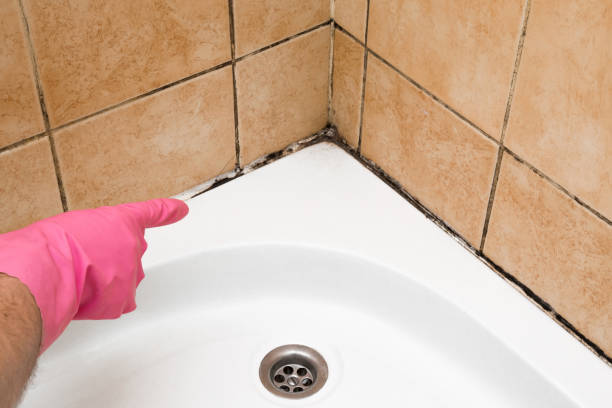 Best Affordable Mold Removal  in Loveland, CO